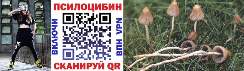 Купить  Обь  Галлюциногенные грибы Magic Shrooms 